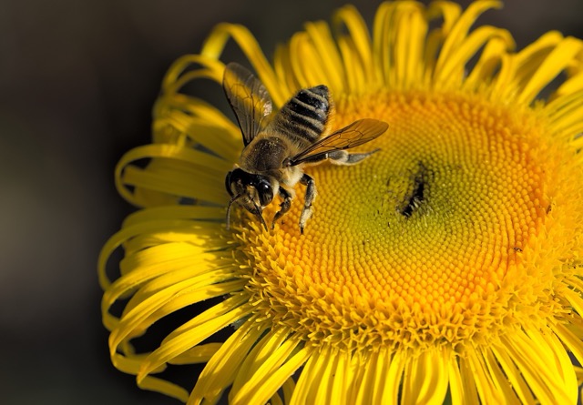 A bee resting on a flower, symbolizing close attention to small, telling details in queer relationships